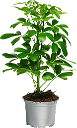 Paraplyaralia 13 cm