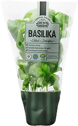 Basilika