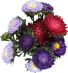 Aster Bunt