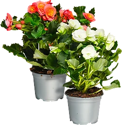 Begonia 12cm kruka Höjd 25cm varierande färger