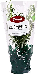 Rosmarin Kruka KRAV Handelsträdgård