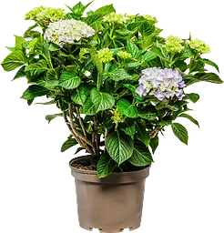 Trädgårdshortensia 21cm