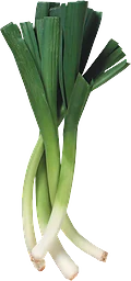 Purjolök