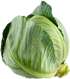 Vitkål Färsk