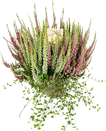 Ljung Muehlenbe 17cm