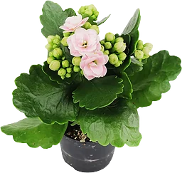 Kalanchoe mini rosa