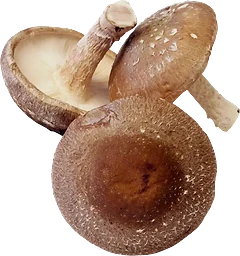 Svamp Shiitake Eko ca 20g Klass 1