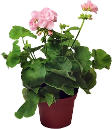 Pelargon Mårbacka 12cm kruka Rosa