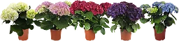 Hortensia 4-grenad 13cm kruka varierande färger