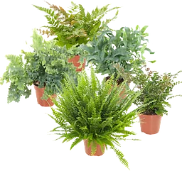 Ormbunke varierande sorter 17cm kruka Höjd 45cm
