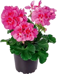 Pelargon zonale rosa 12cm