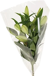 Orientaliska liljor 3-p 60cm