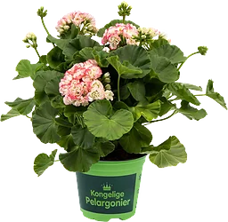 Pelargon dubbelblommande 11,5cm kruka varierande färger