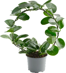 Porslinsblomma båge, 12cm
