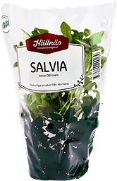 Salvia Kruka KRAV Handelsträdgård