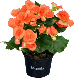Begonia Orange