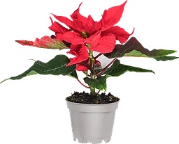 Julstjärna mini 6cm kruka Höjd 12cm röd