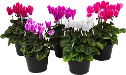 Cyklamen Cyclamen
