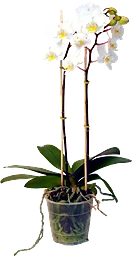 Orkidé Phalaenopsis 2-stänglad 1-p