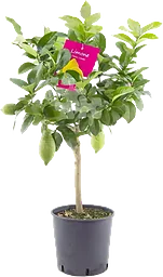 Citronträd Höjd 70-80Cm