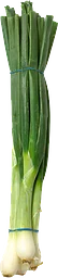 Lök Gul Knippe