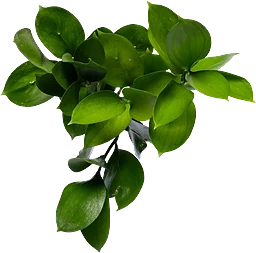 Ruscus