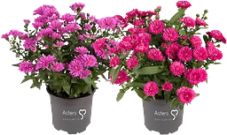 Aster