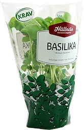 Basilika Eko