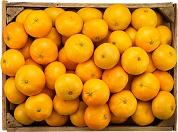 Satsumas