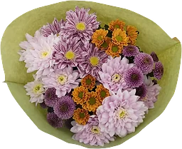 Krysantemum stilig 50 cm