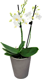 Orkidé Phaelanopsis