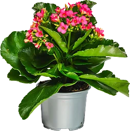 Kalanchoe 1-p Blomsterboda