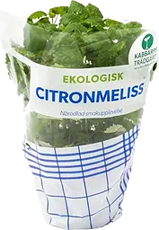 Citronmeliss