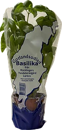 Basilika