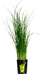 Gräslök i kruka 1-p KRAV