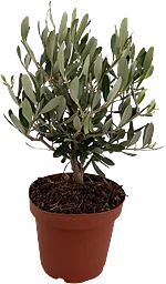 Olivträd 14 cm
