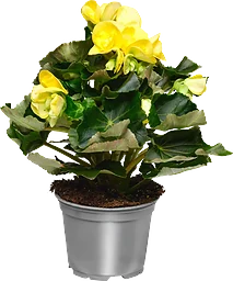 Begonia 12cm kruka Höjd 28cm gul