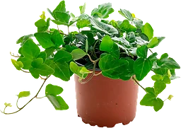 Hedera Helix 12cm Spira blommor