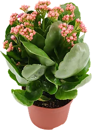 Calandiva Våreld/höstglöd 10,5-11cm