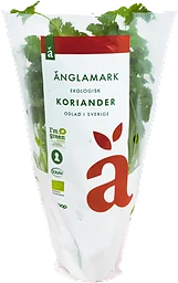 Koriander Eko