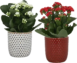 Arrangemang Jul 10,5cm