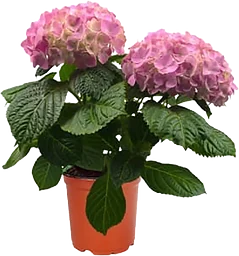 Hortensia 2-grenad 10,5cm kruka varierande färger