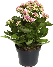 Kalanchoe rosa