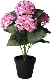 KV Hortenisa Rosa 40cmx4