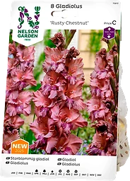 Vårlök Gladiol Storblommig Rusty Chestnut