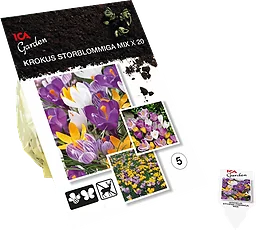 Krokus Largeflowerin Mix 20-p Garden