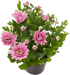 Chrytrueemum Rosa