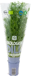 Dill Kruka Ekologisk