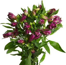 Alstromeria Bunt