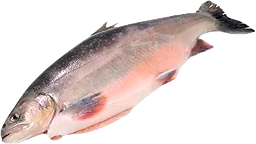 Röding Hel